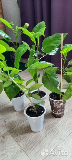 Гибискус китайская роза