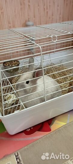 Кролик декоративный с клеткой