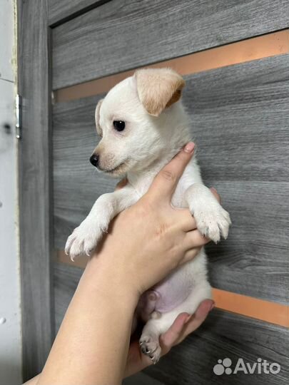 Маленький щенок