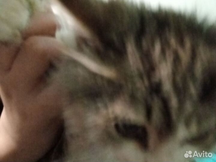 Кошки в добрые руки