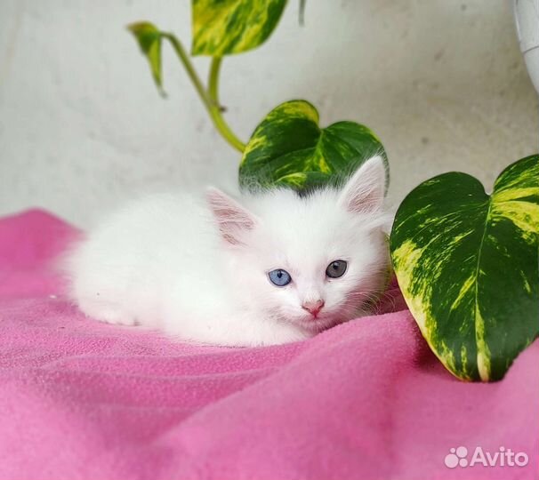 Разноглазая малышка хочет стать домашней