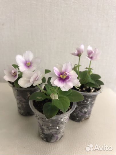 Фиалка мини