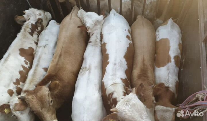 Бычки и телки от 5 до 10 месяцев