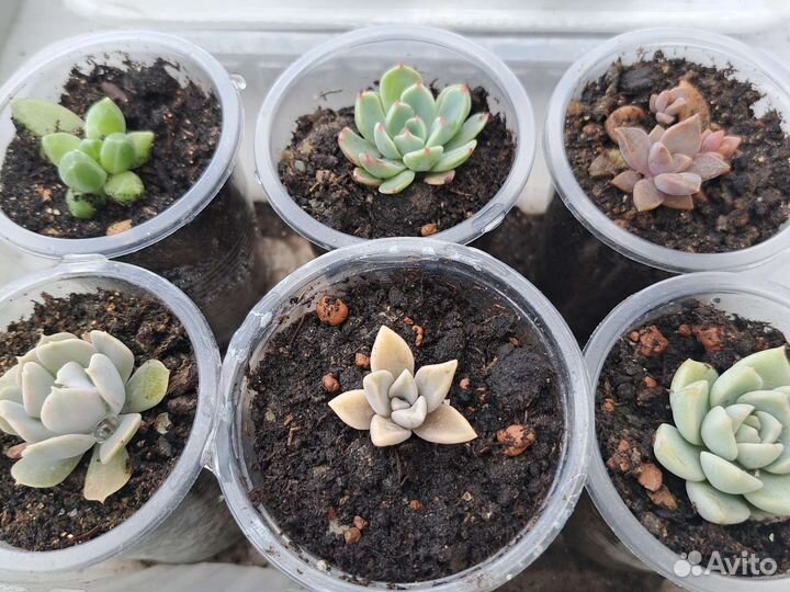 Суккуленты