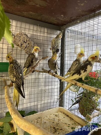 Попугай корелла птенцы ручные