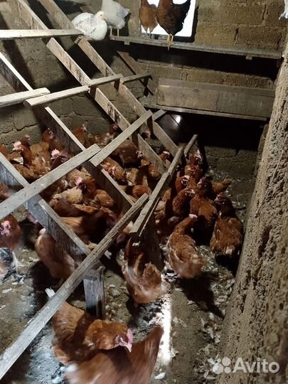 Куры несушки