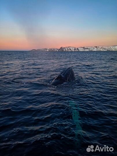 Тур в Мурманск 13-16 января