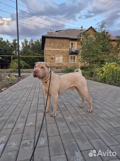 Шарпей вязка кабель