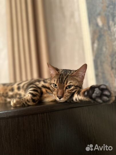 Бенгальский кот