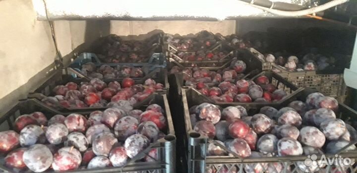 Слива Анжелина