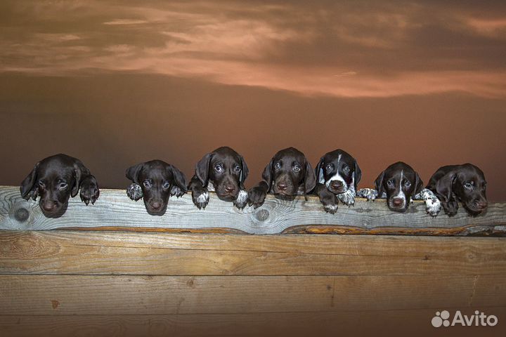 Щенки курцхаара