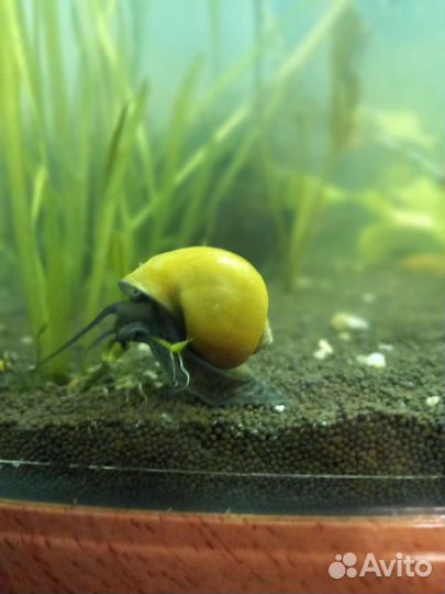 Рыбки и корма