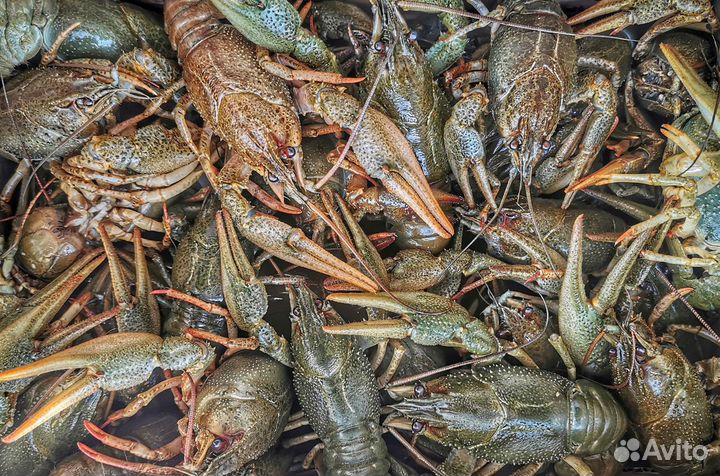 Дикие Волжские живые раки опт\розница