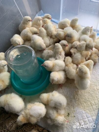 Цыплята бройлеры, индюшата хайбрид конвертер