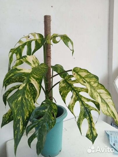 Epipremnum yellow flame.Эпипремнум Еллоу Флейм