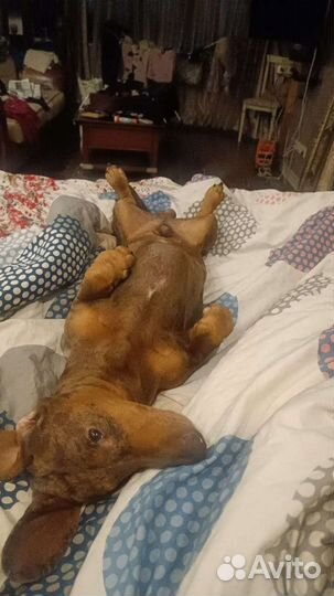 Вязка, такса стандарт, кобель