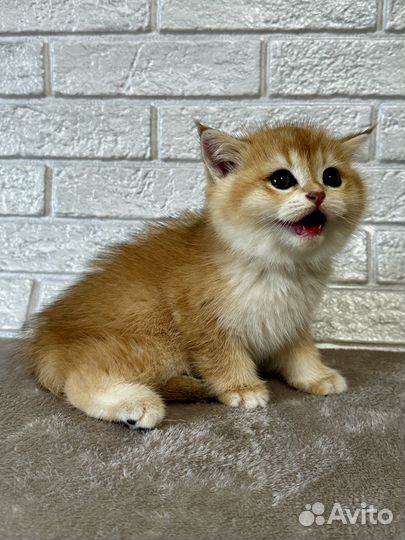 Шотландская золотая шиншилла мальчик ny 12