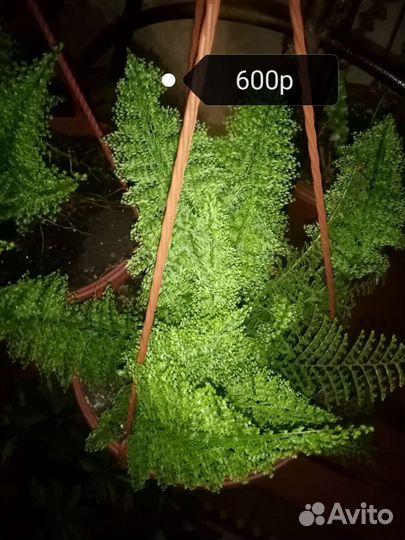 Цветы комнатные