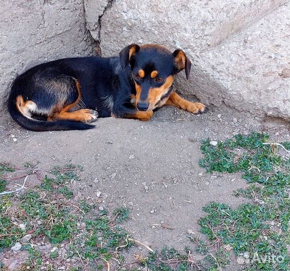 Цвергпинчер