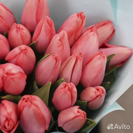 Букет нежных тюльпанов 25 шт Skittles