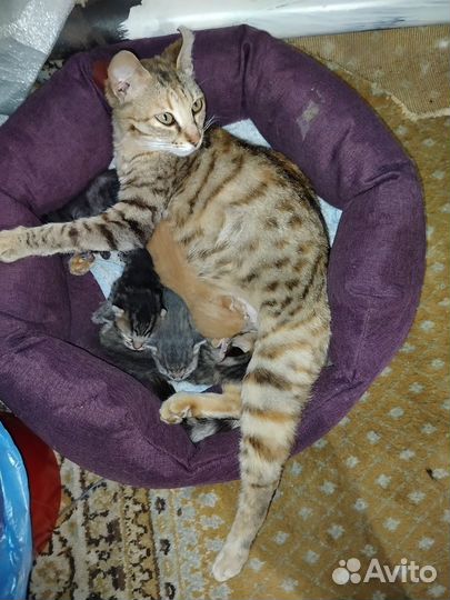 Котята бенгальские помесь