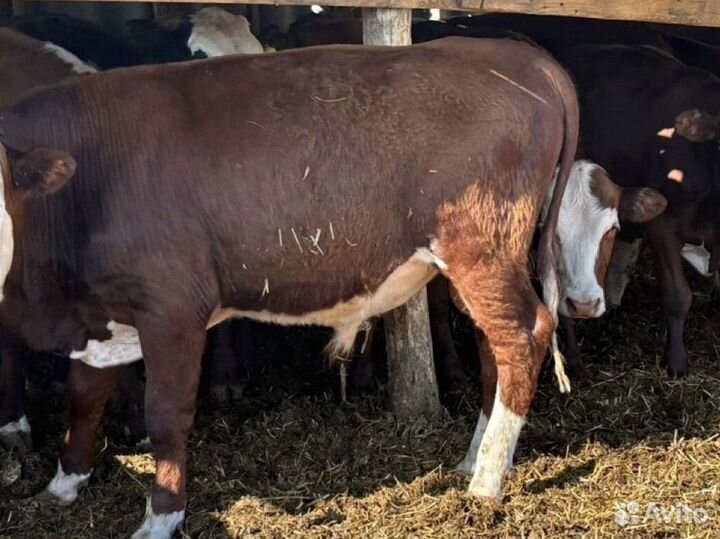 Бычки герефорды