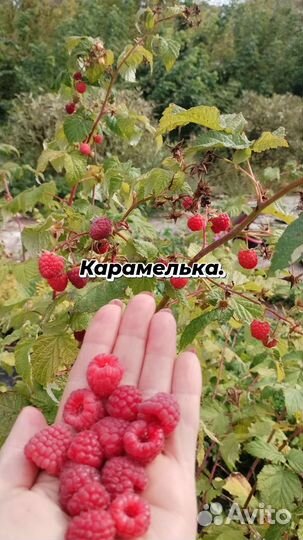 Ремонтантная малина