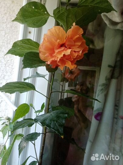 Гибискус комнатный