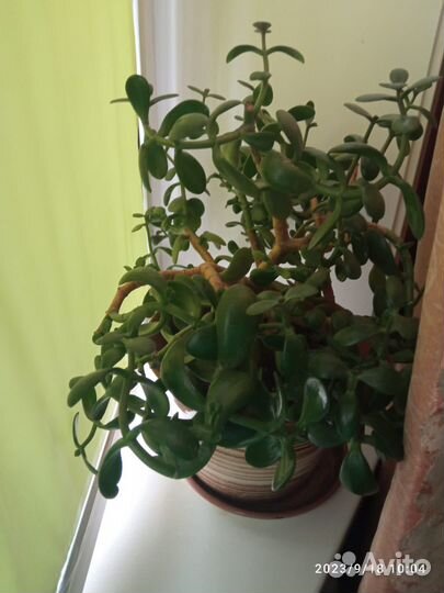 Комнатные цветы