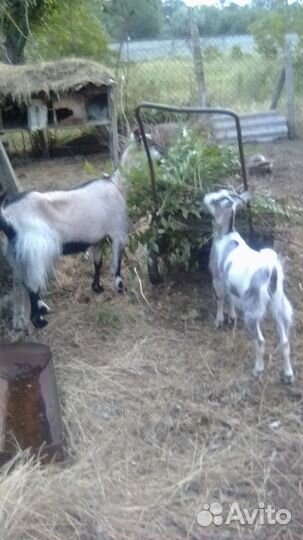 Коза дойная