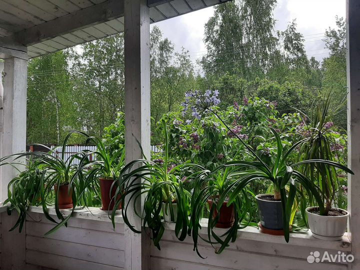 Агапантус комнатный цветок