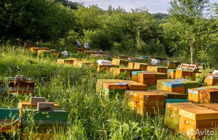 Мёд из Алтая опт