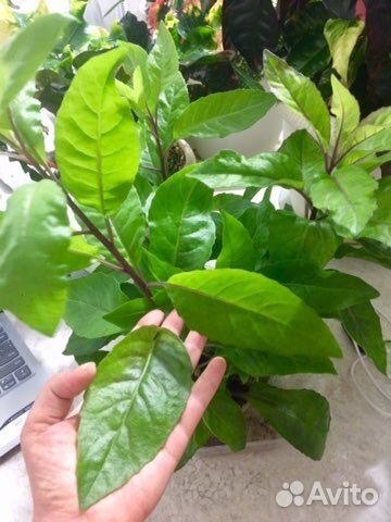 Джинура прокумбенс