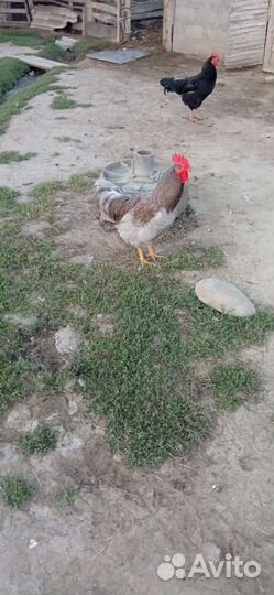 Молодые петушки