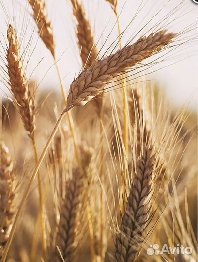 Пшеница в мешках по 40 кг