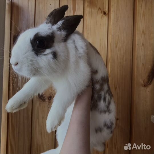 Декоративные кролики