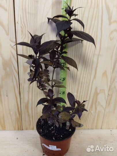 Вейгела, лапчатка