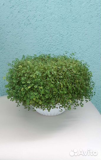 Солейролия