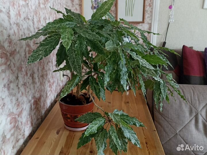 Гибискус пестролистный