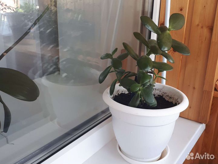 Толстянка. Денежное дерево