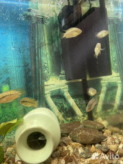 Рыба геротиляпия мультиспиноза