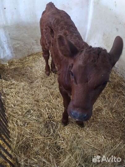 Поросенок ландрас и Телочки