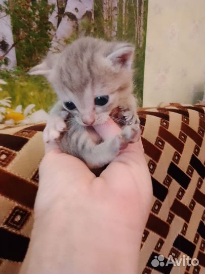 Кошка в дар