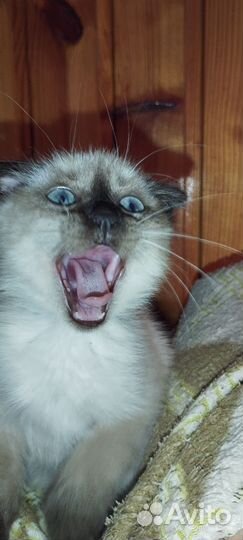 Продам в добрые руки