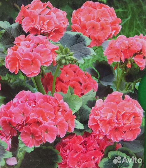 Пеларгонии сортовые