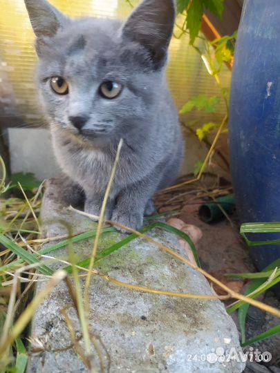 Котята в добрые руки бесплатно