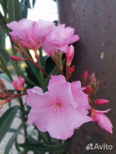 Олеандр розовый