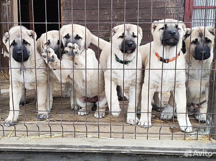 Щенки турецкого кангала