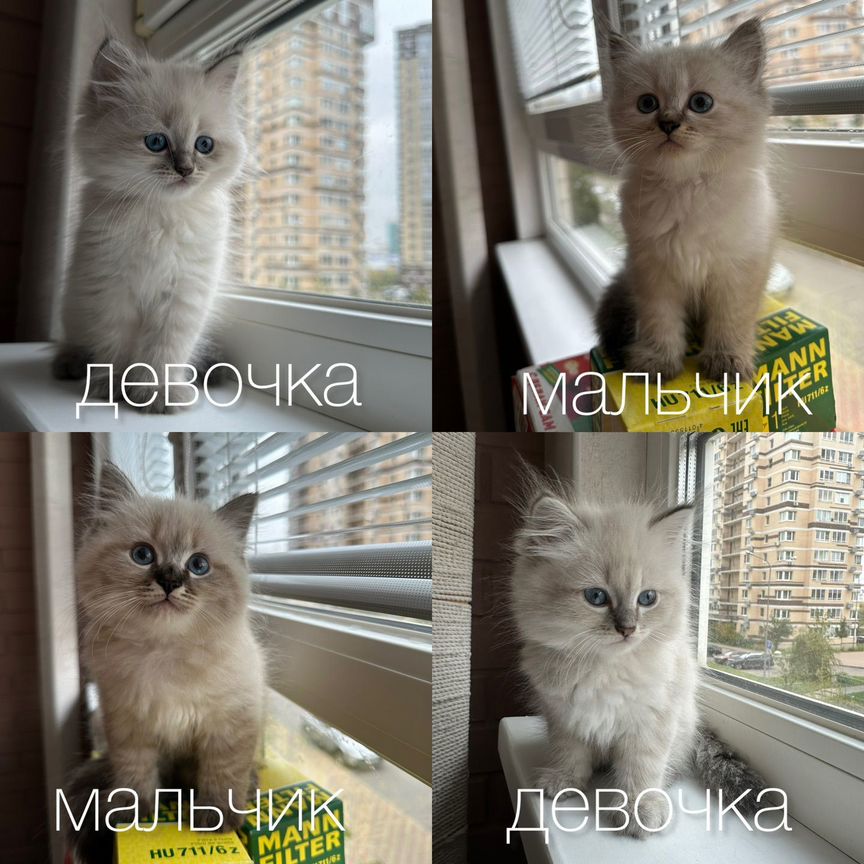 Котята Невская маскарадная