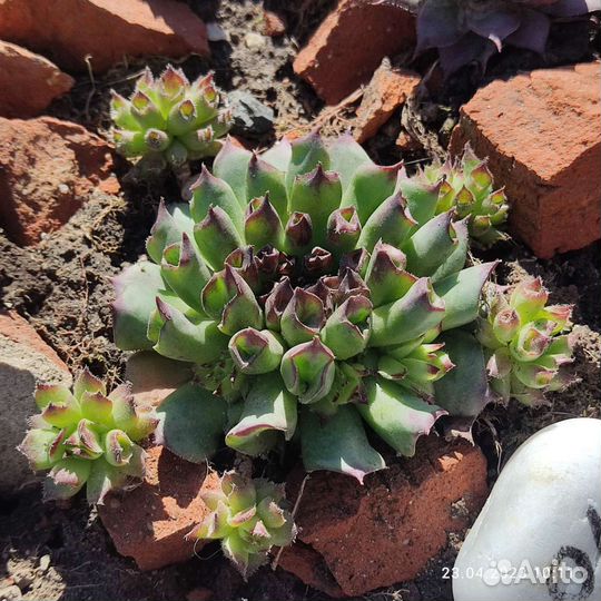 Уличные суккуленты